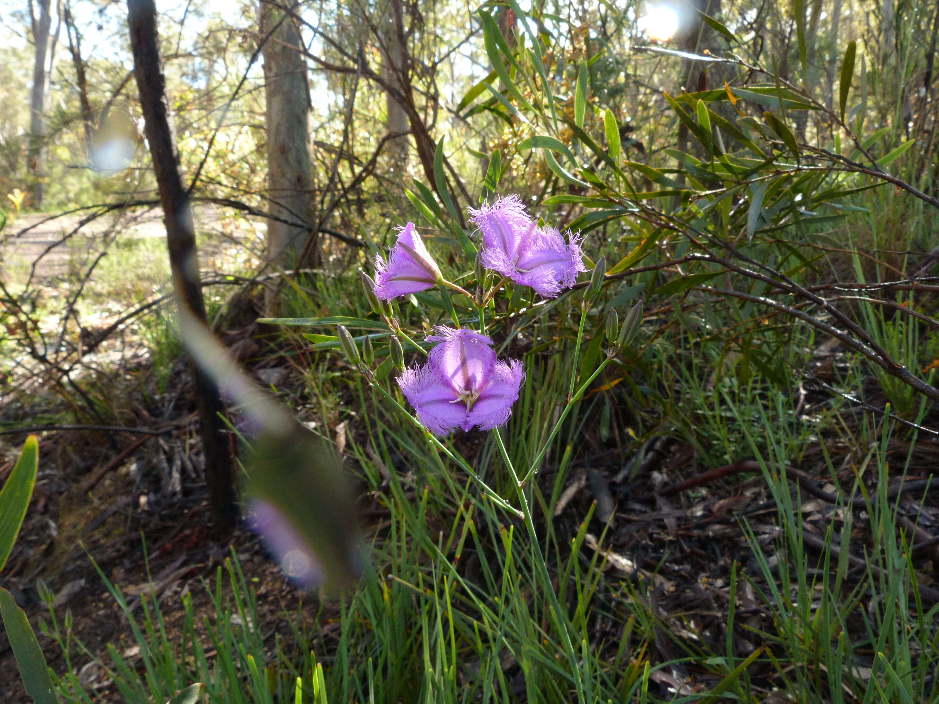 Слика од Thysanotus tuberosus R. Br.