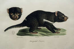 Image of Sarcophilus F. G. Cuvier 1837