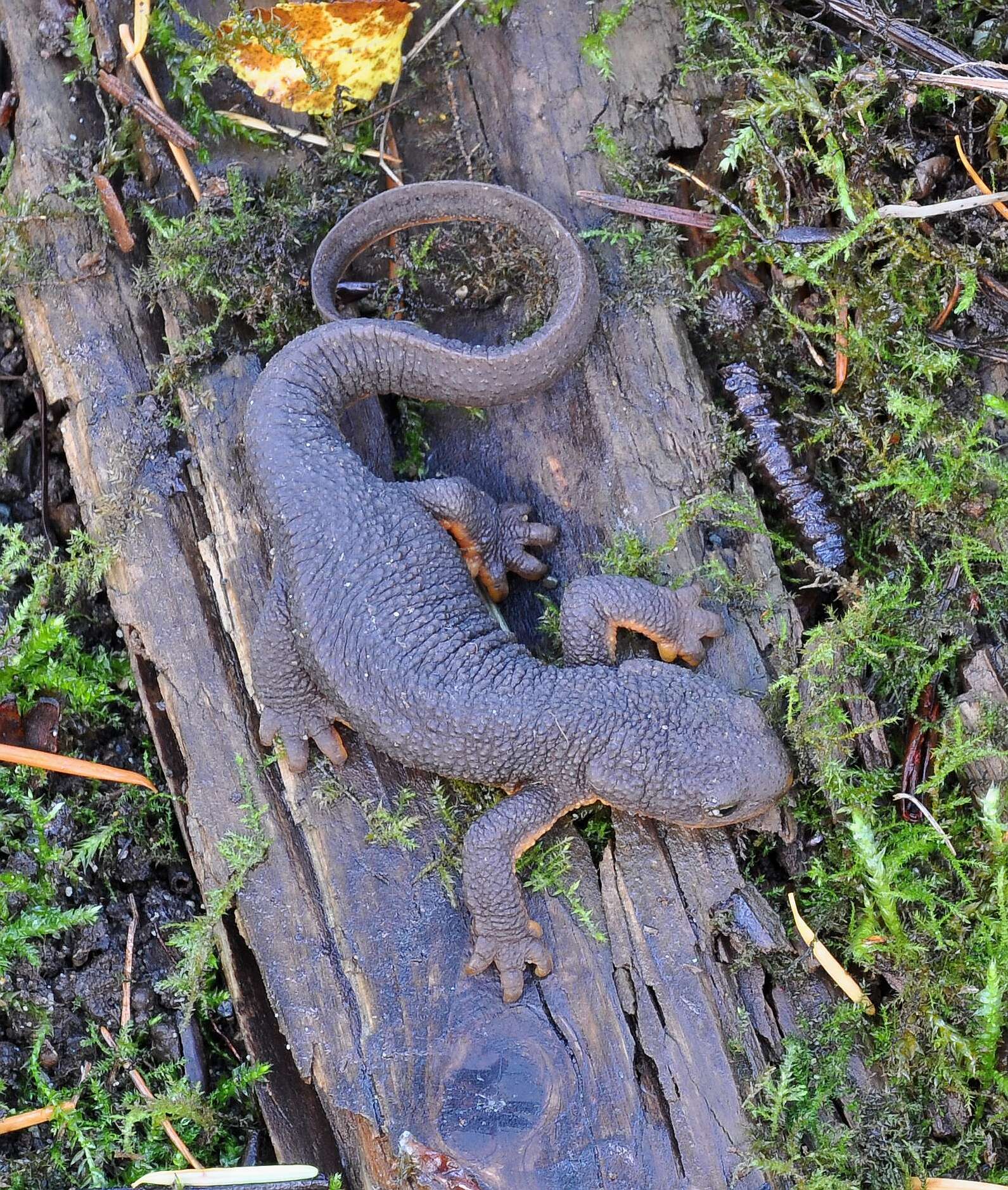 Image of Rough-skinned Newt