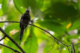 Image of Purplish Jacamar