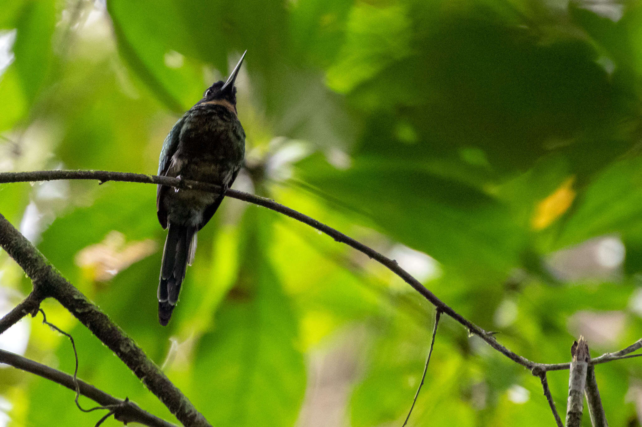 Image of Purplish Jacamar