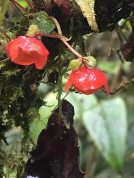 Image of Begonia secunda L. B. Sm. & Wassh.