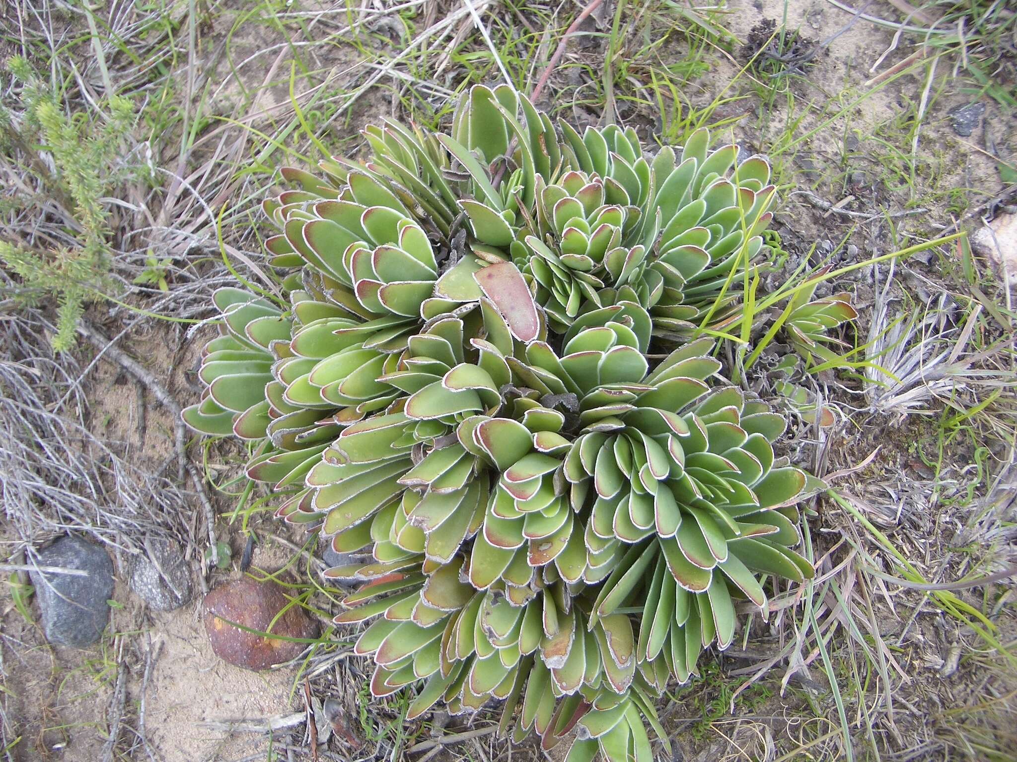 Image of Crassula ciliata L.