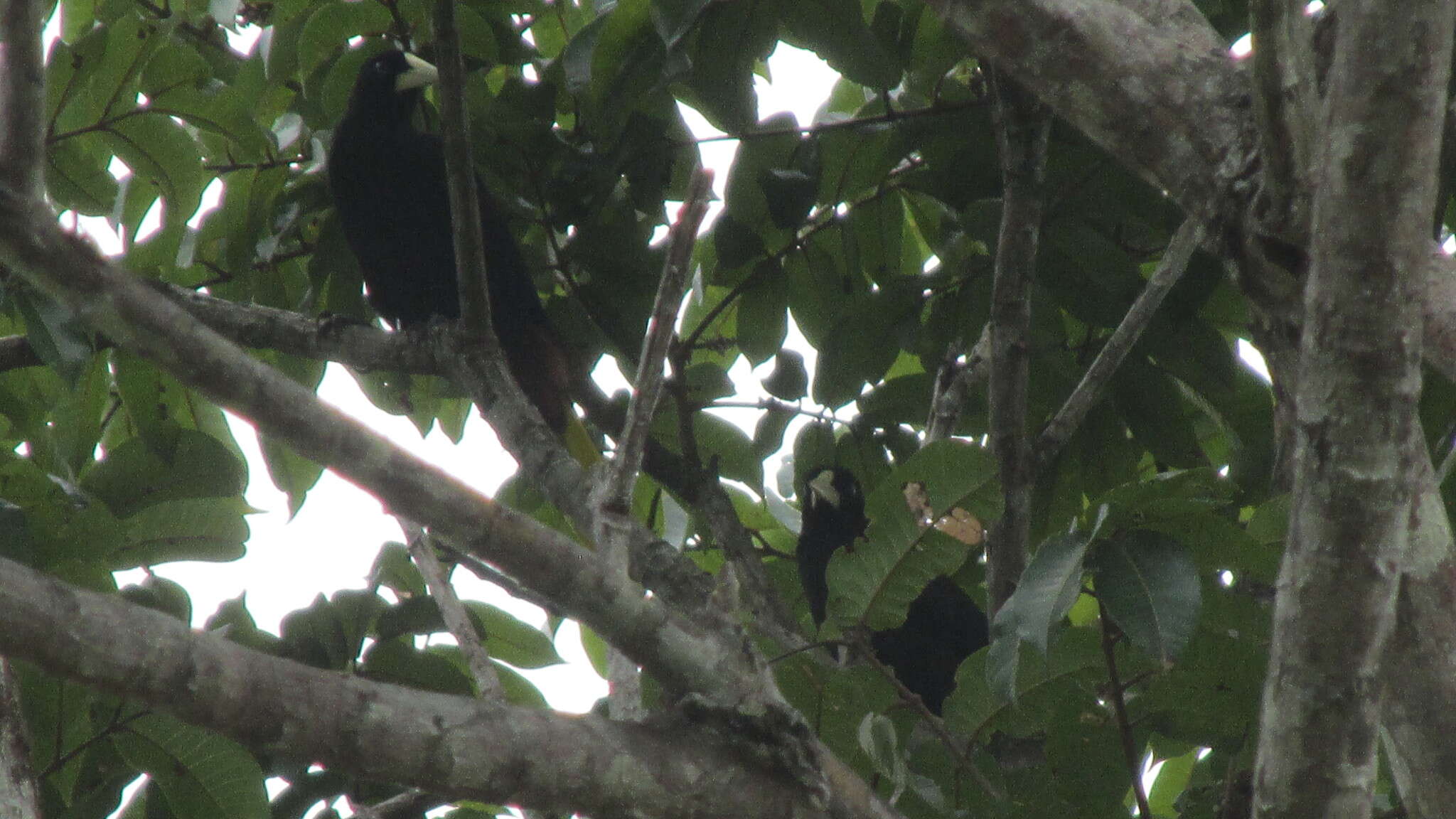 Image of Crested Oropendola