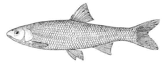 Image of Common dace