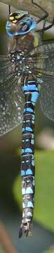 Image of Migrant Hawker