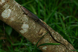 Image de Trachylepis boulengeri (Sternfeld 1911)