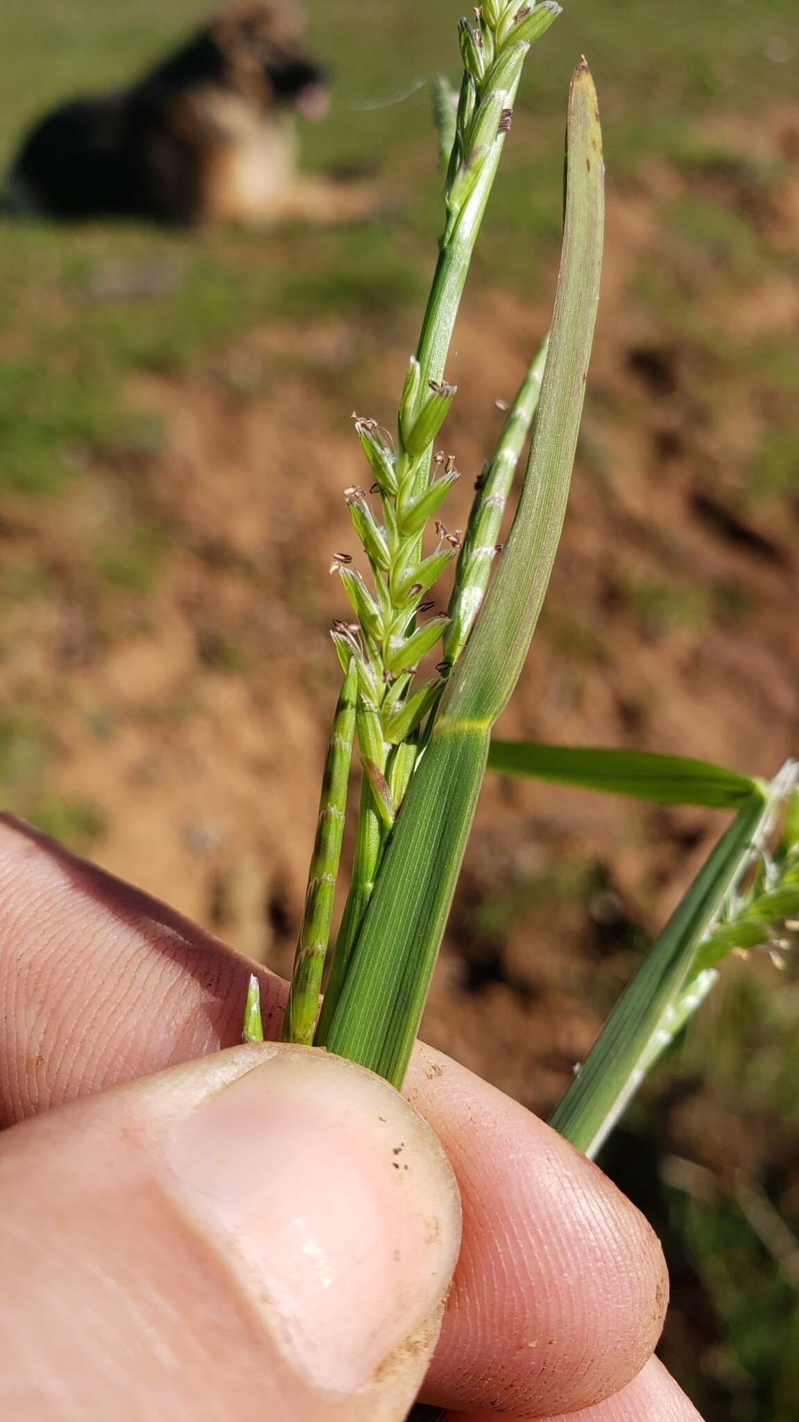 Image of Waxy Manna Grass