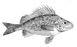 Image of Gymnocephalus