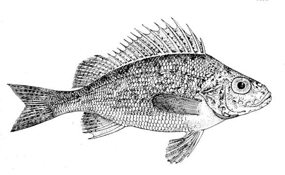 Image of Gymnocephalus