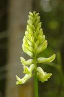 Image of Astragalus canadensis var. canadensis
