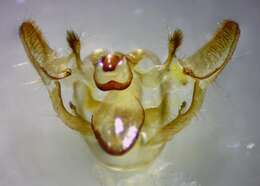 Image of Crocus Geometer Moth