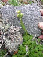 Image of Artemisia woodii (Neilson) C. W. Riggins