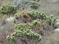 Phylica strigosa Berg. resmi