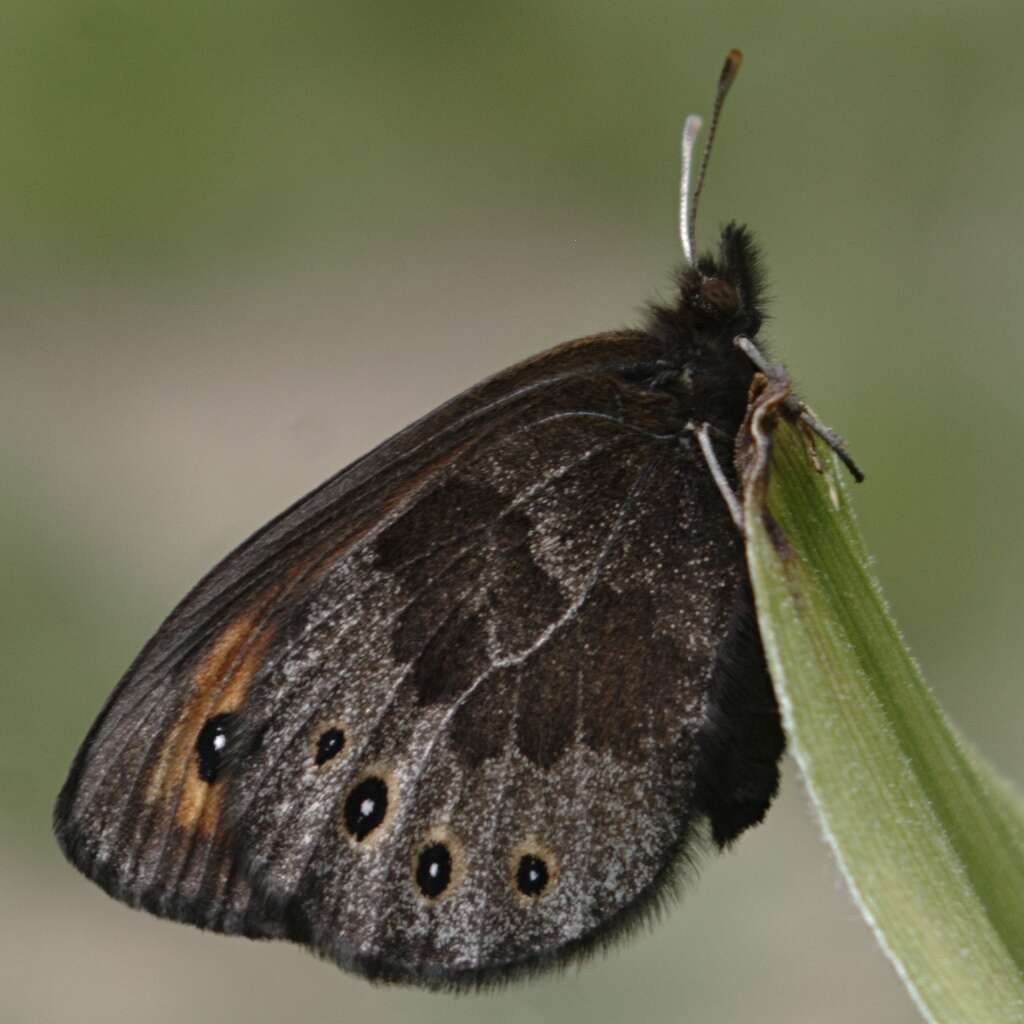 Image of Common Alpine