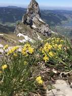 Image of yellow whitlow-grass