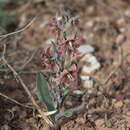 Слика од Fritillaria karelinii (Fisch. ex D. Don) Baker