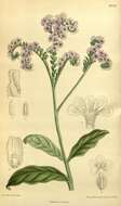 Image of clasping heliotrope