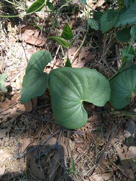 Image of Dioscorea galeottiana Kunth