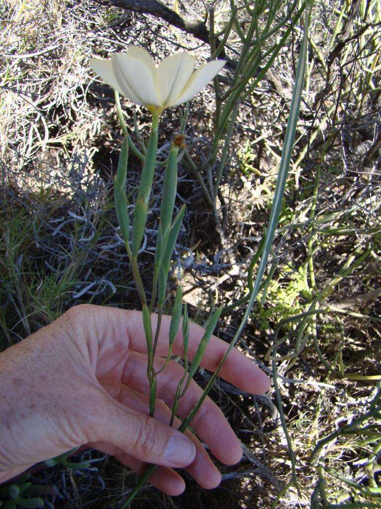 Image of Moraea radians (Goldblatt) Goldblatt