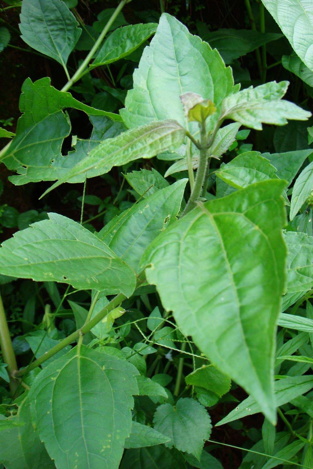 Image of Jack in the bush