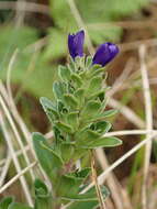 Image of Veronica benthamii Hook. fil.