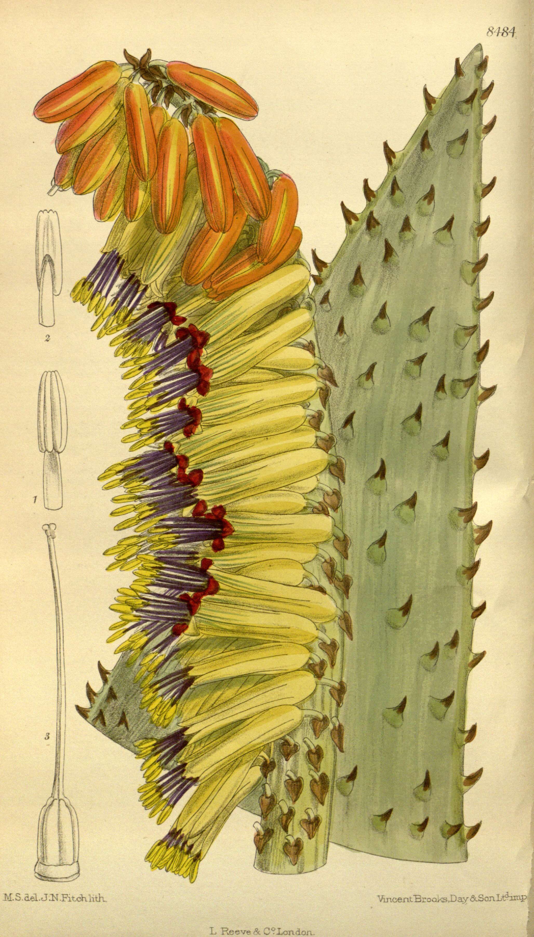 Image of Mountain aloe