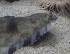 Image of Starry Flounder