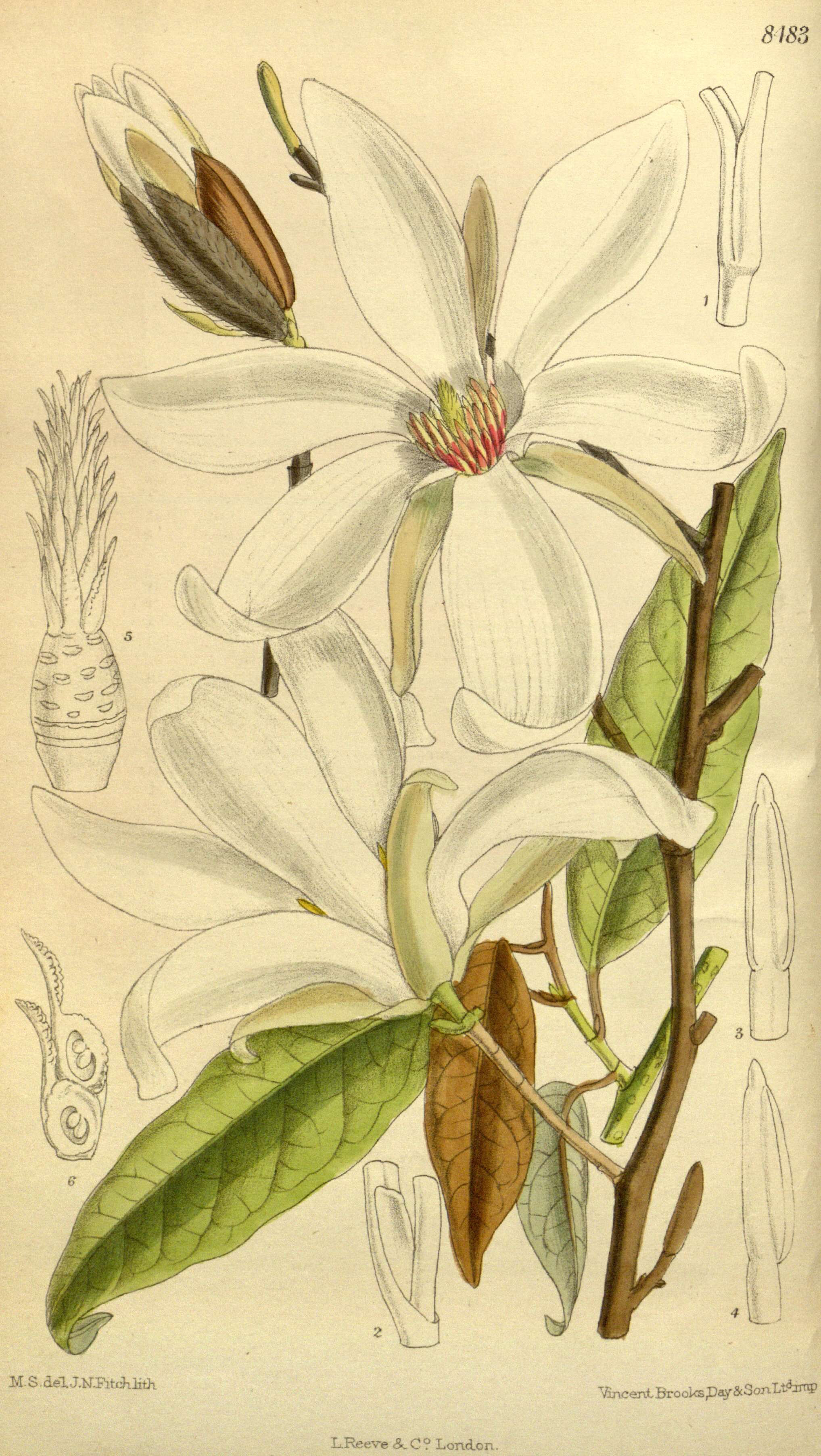 Imagem de Magnolia salicifolia (Siebold & Zucc.) Maxim.