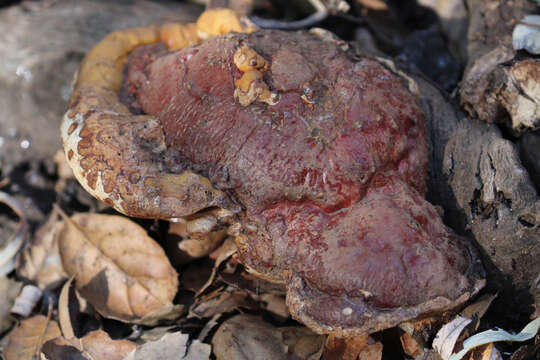 Ganoderma polychromum (Copel.) Murrill 1908的圖片