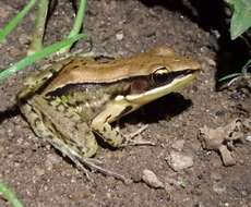 Image of Hydrophylax gracilis (Gravenhorst 1829)