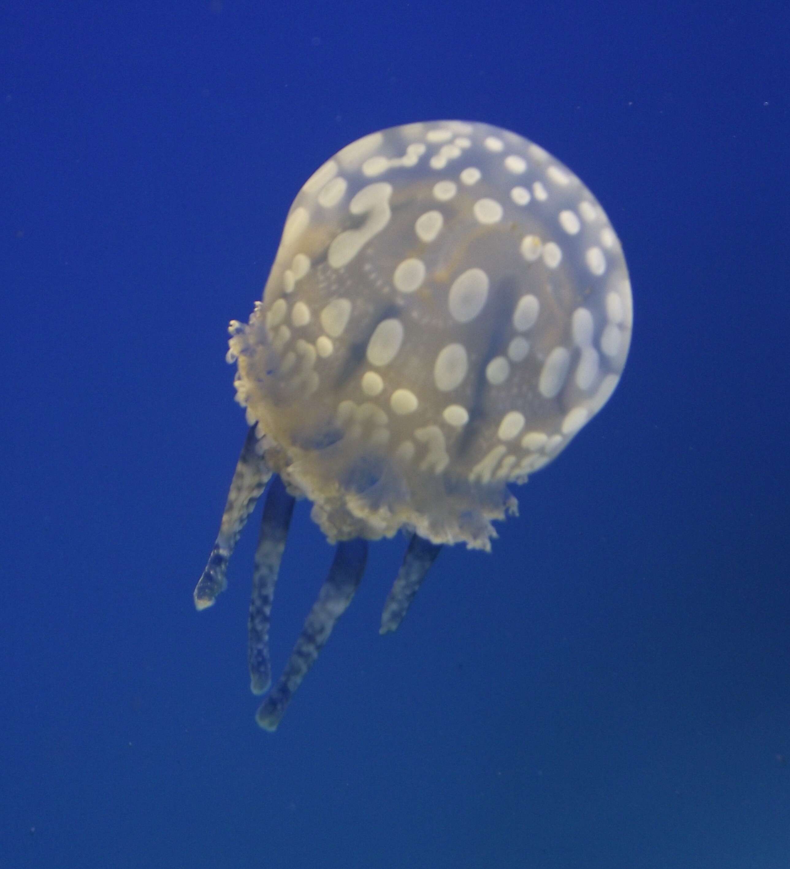 Image of Spotted jelly