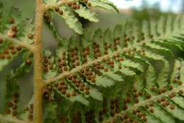 Image of Tree Fern Gully