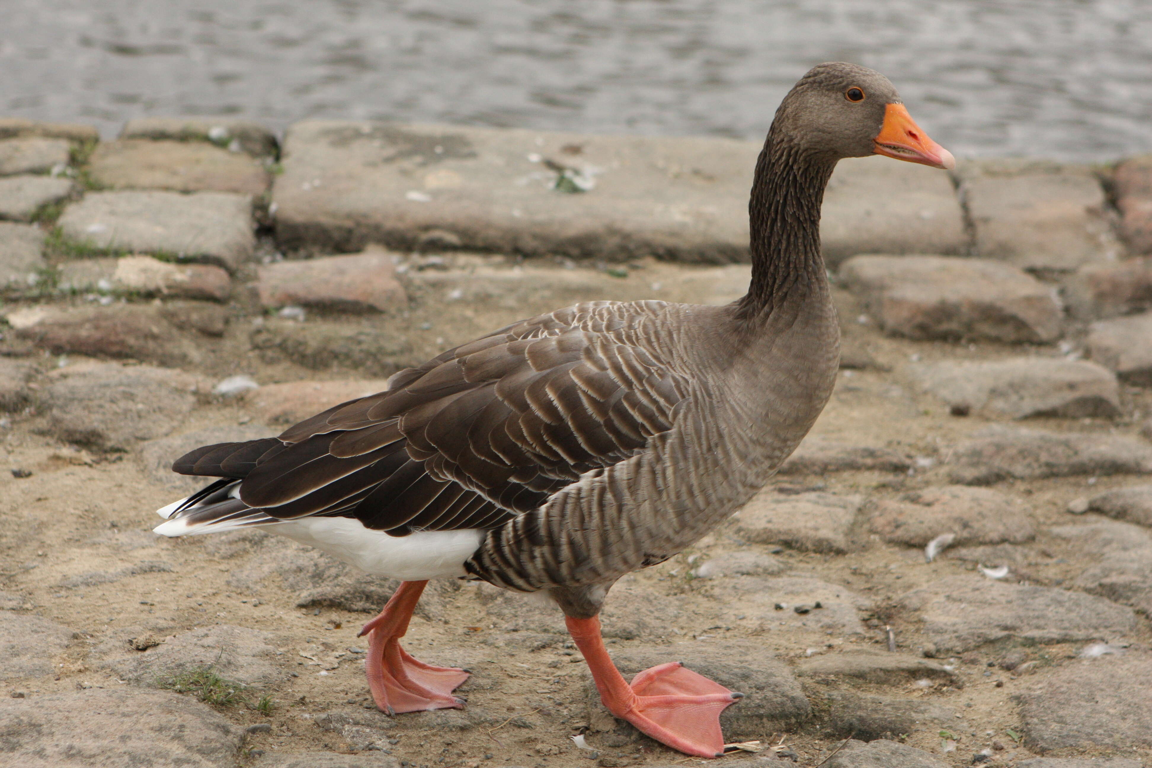 Image of Greylag Goose