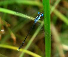 Image of Lestes praevius Lieftinck 1940