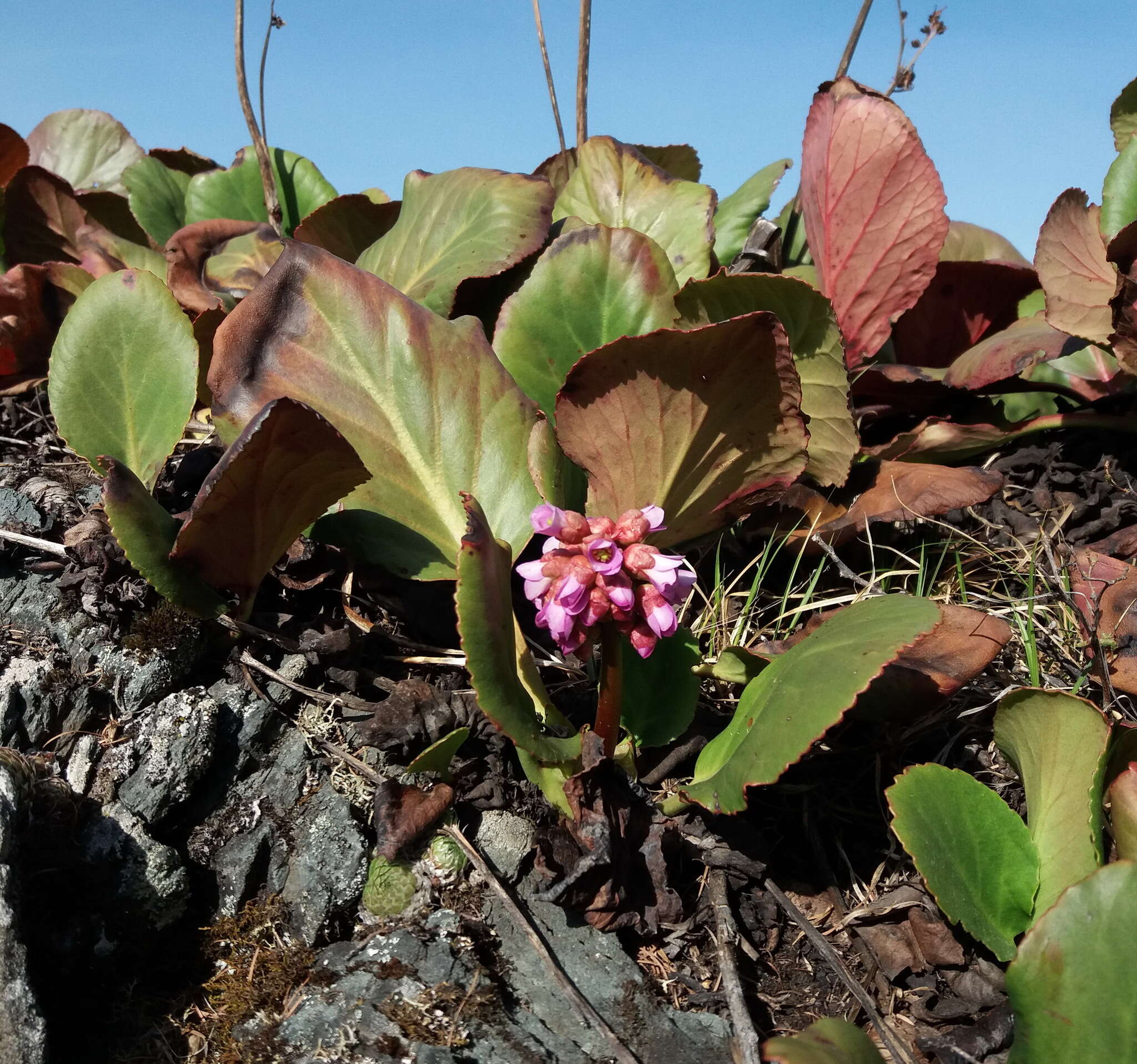 Image of Siberian-tea