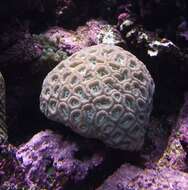 Image of Honeycomb coral