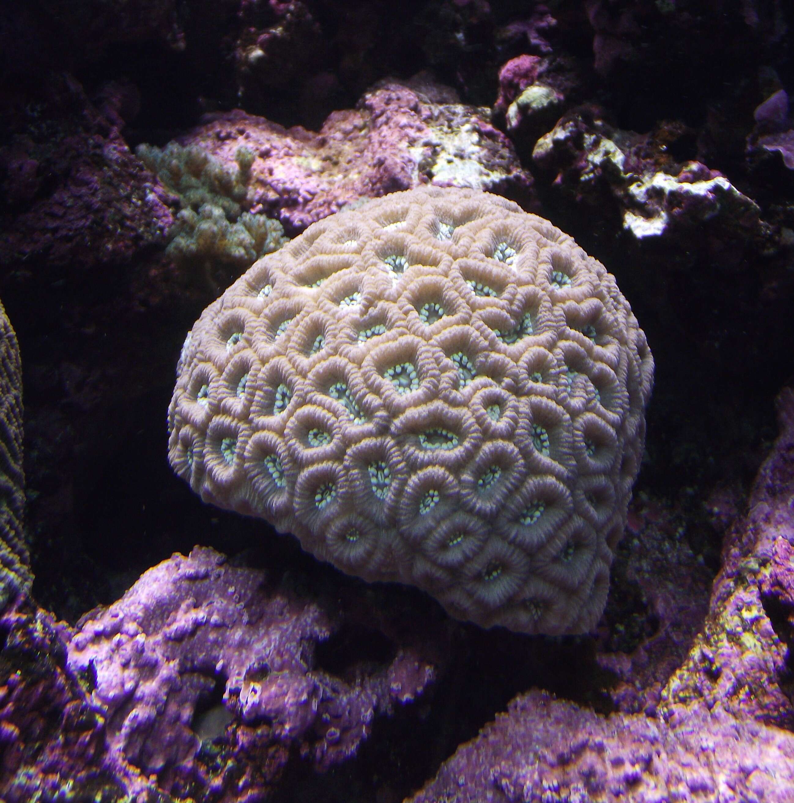 Image of Honeycomb coral