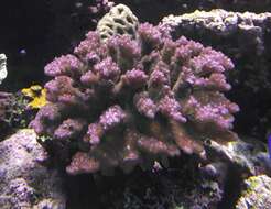 Sivun Pocillopora verrucosa (Ellis & Solander 1786) kuva