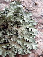 Image of Melliss' parmotrema lichen