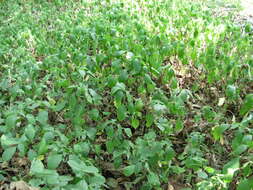 Imagem de Strobilanthes callosa Wall. ex Nees