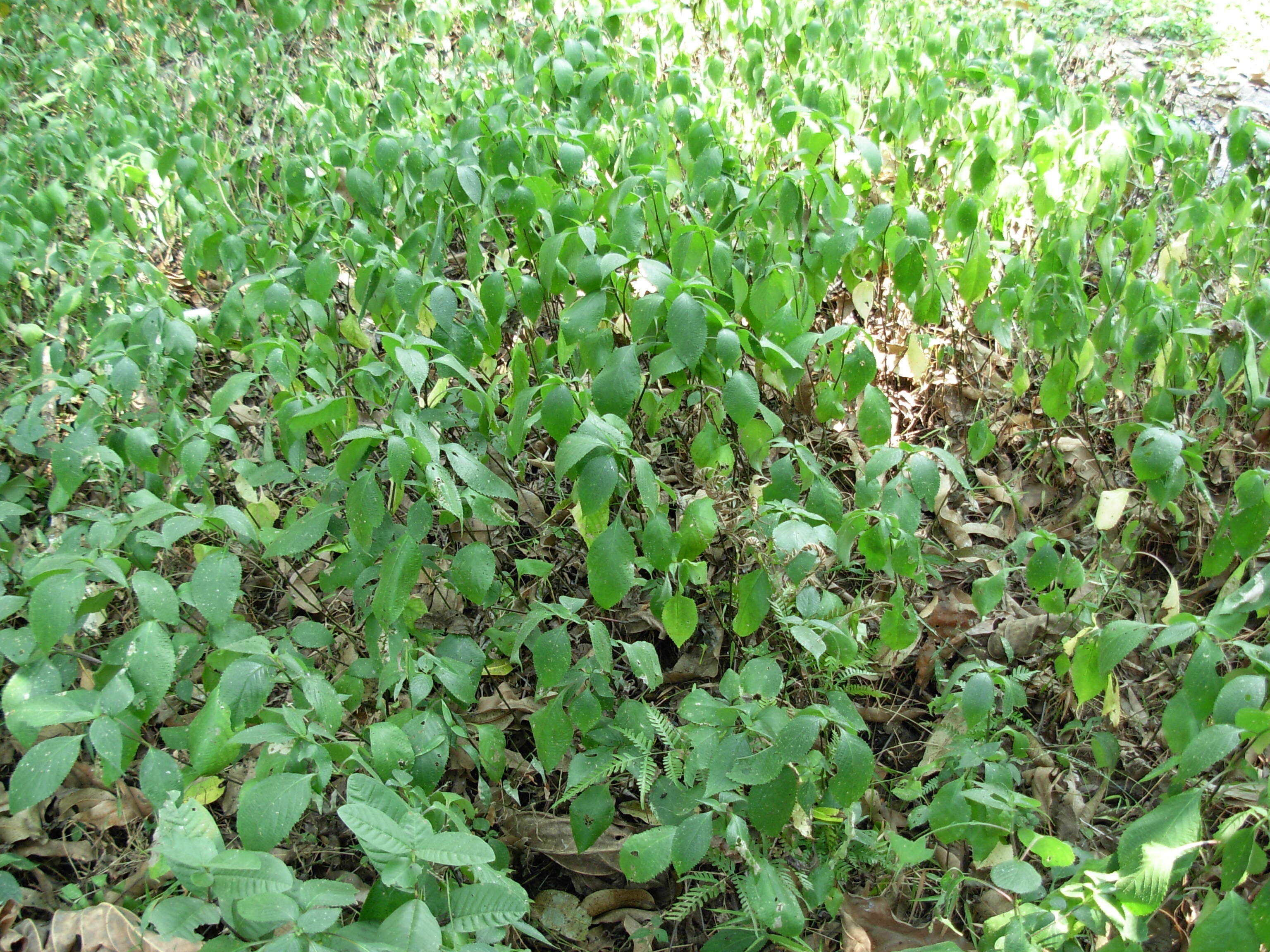 Image of Strobilanthes callosa Wall. ex Nees