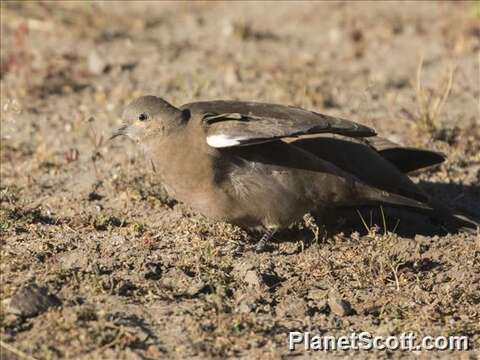 Image of Black-winged Ground Dove