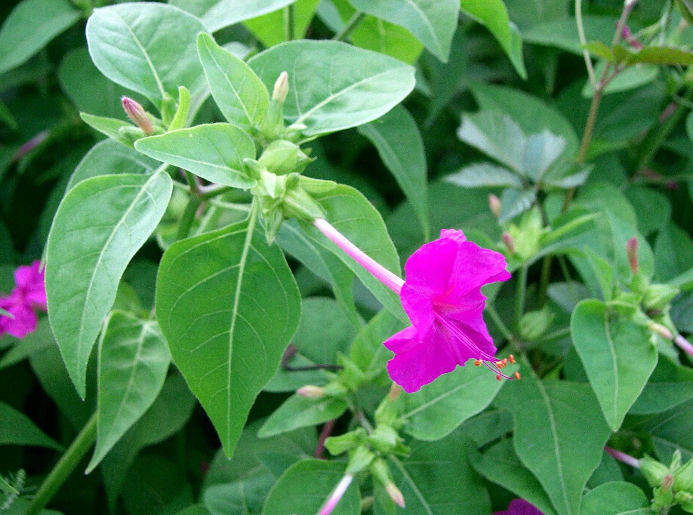 Image of Four o'Clock flower