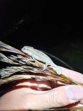 Image of Elandsberg Dwarf Chameleon