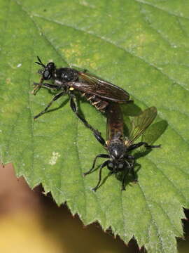 Image of <i>Choerades marginatus</i>