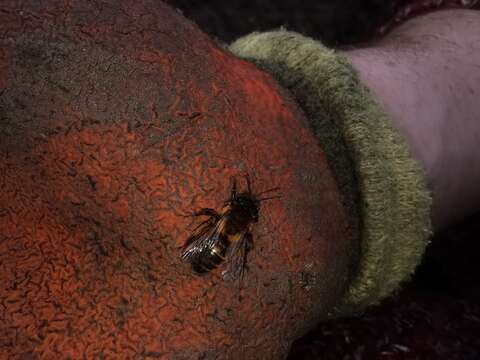 Imagem de Andrena bicolor Fabricius 1775