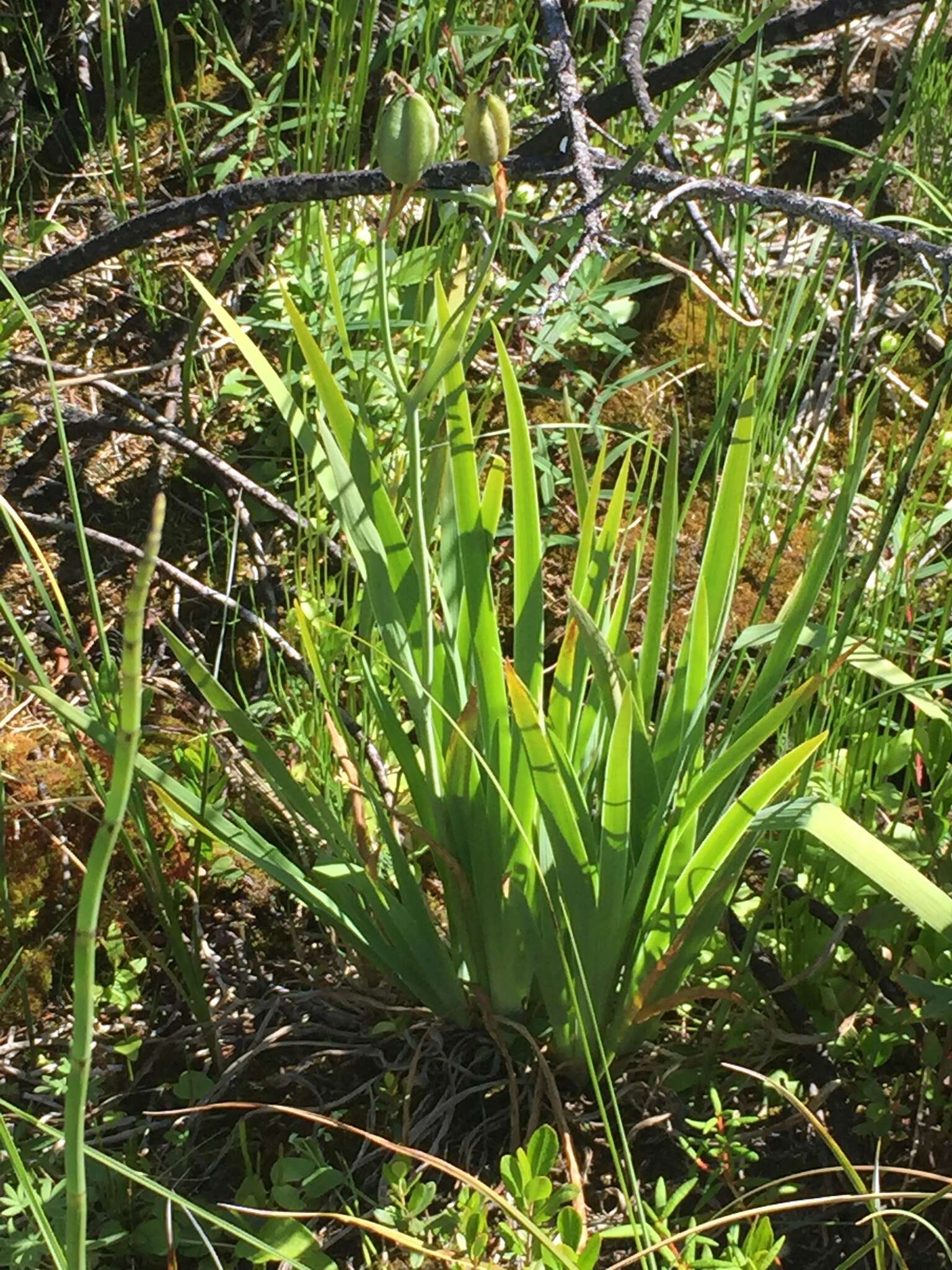 Plancia ëd Iris setosa var. setosa