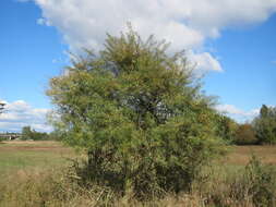 Image of Sea-buckthorn