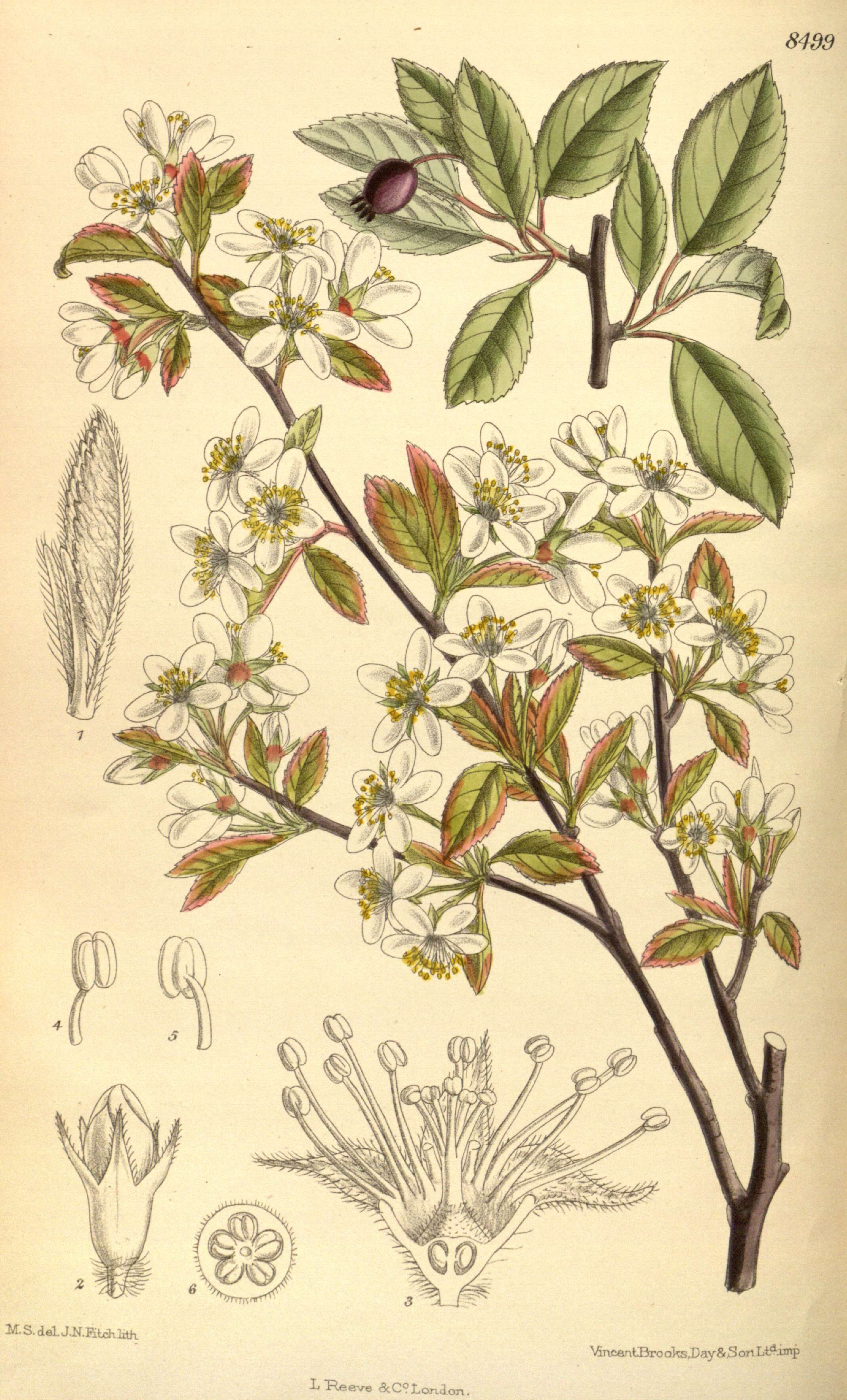 Image of oblongfruit serviceberry